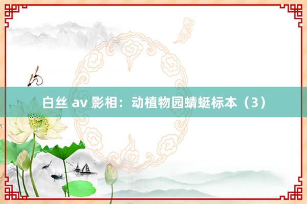 白丝 av 影相：动植物园蜻蜓标本（3）